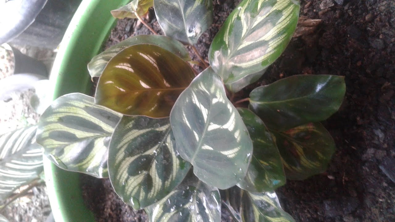 Como replantar marantas