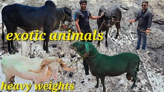 heavy weight vilayati sheep's | qurbani ke bade bakre in Hyderabad | pure deoni bull in Hyd