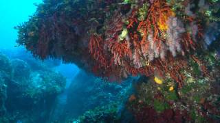 Corail rouge, gorgones (octocoralliaires)