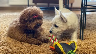 Westie and Toy Poodle Meeting For The First Time