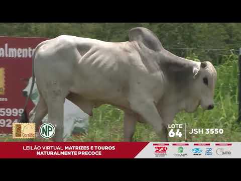 LOTE 64 | JSH 3550