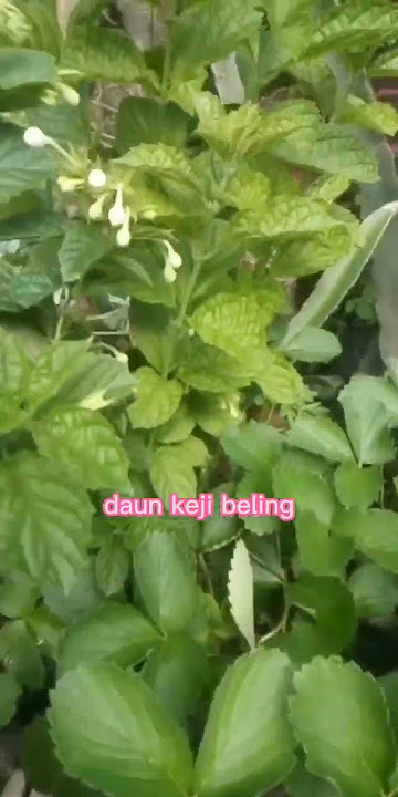 daun keji beling obat batu ginjal#kolesterol dll#