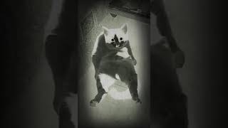Что-то странное на моей кухне. Похоже на кота РЕН ТВ отдыхает. Что-то странное на моей кухне. Похоже на кота РЕН ТВ отдыхает.