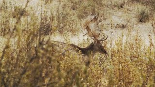Zona de Caza: El gamo del Alentejo