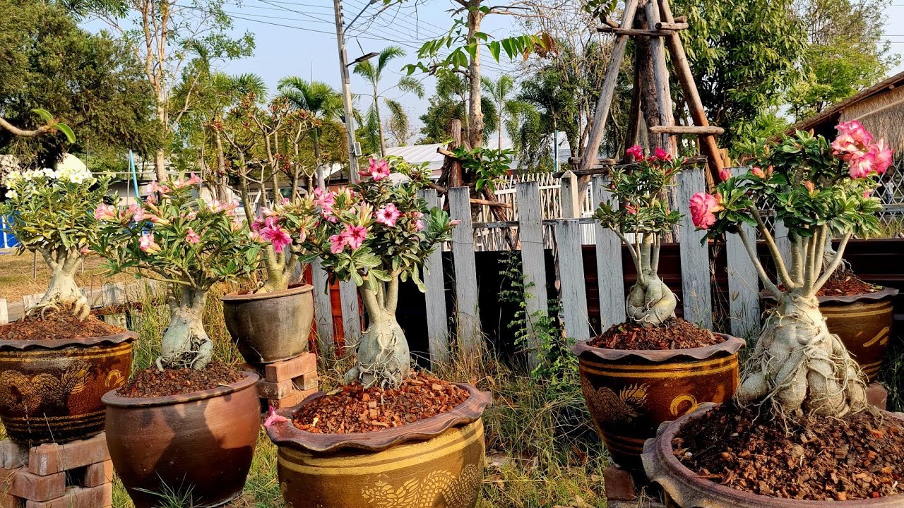 19มค.เวลา07.20น.ต้นชวนชม 