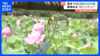 「涼しい気持ちになる」3000個の風鈴×ハスの花の“涼＆映えスポット”が東京・上野公園に登場『うえの夏まつり』｜TBS NEWS DIG