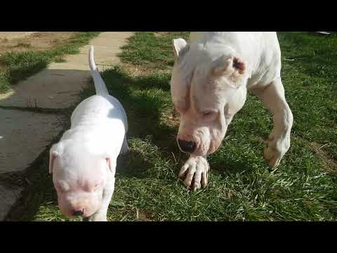 Dogo Argentino playing