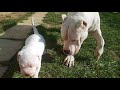 Dogo Argentino playing