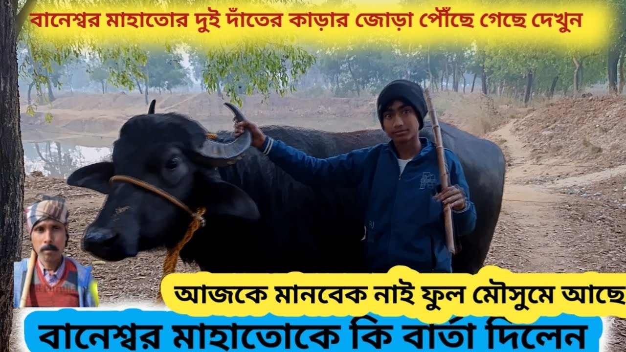 বানেশ্বর মাহাতোর কাড়ার জোড়া পৌঁছে গেছে 🔥 নতুন কাড়ার জোড়া বটে মানবেক নাই।