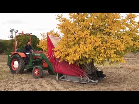 Thumbnail for Ceviz Çırpma/Toplama Makinası- WAlnut Harvest in Turkey
