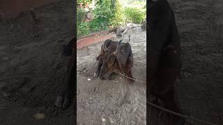 गाय और बैल कब सोते हैं #cow #cowbullandbuffalo #bull #cowvideos #trending #viral #video #aniruddhac