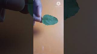 Miniature painting on a tulsi leaf ???? |Alisha Patel|shorts painting miniature