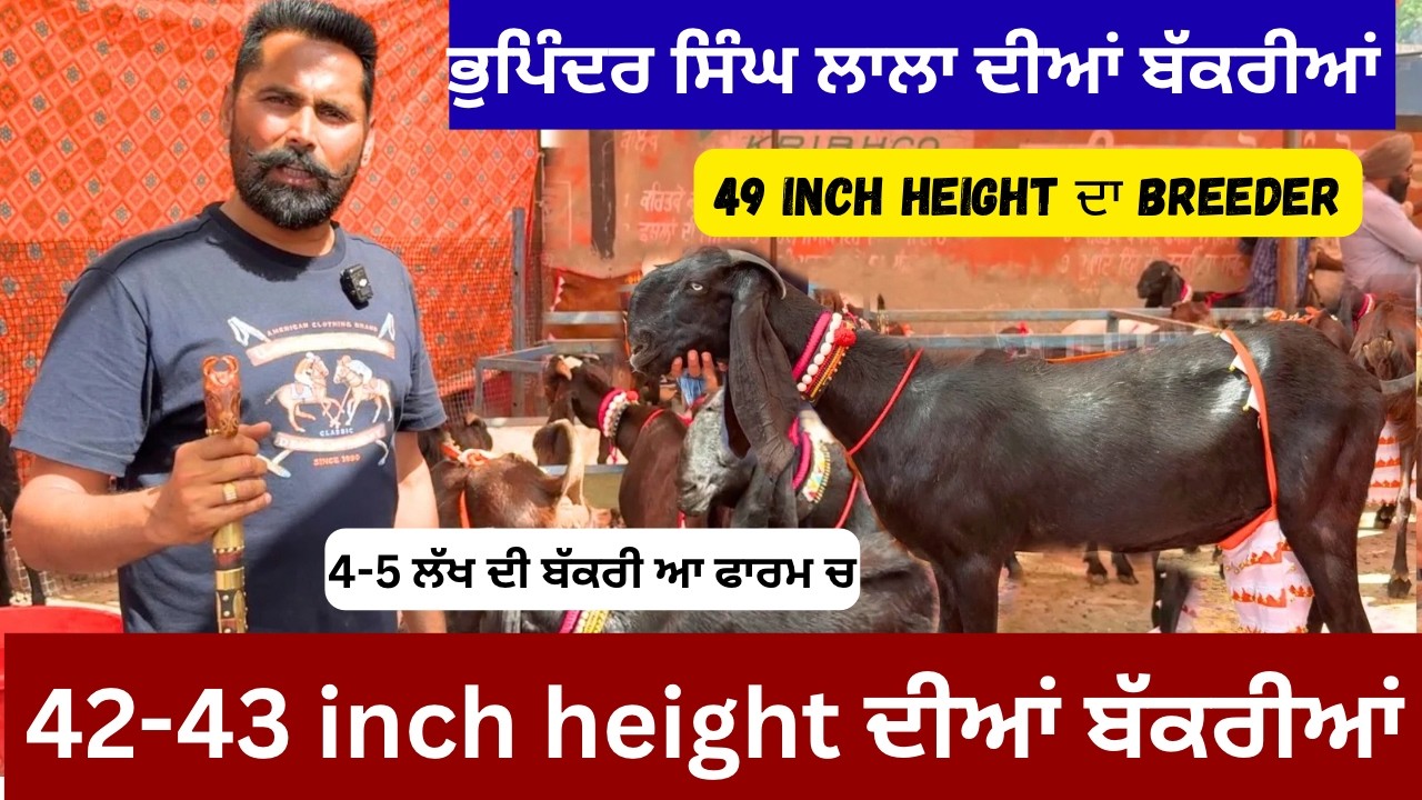 42-43 inch height diya Bakriya and 49 inch height da breeder Bakra