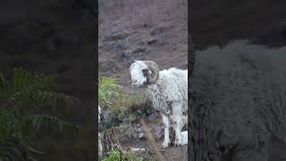 Himalayan Sheep 😳❤️ #Shorts #travel #reels