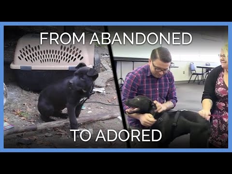 Video: Pet Scoop: eigenaren houden van ouders van hun honden, New Bird Species gevonden in Cambodja