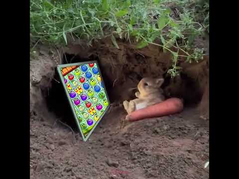 Spela Rabbit Road Casino Online - Swedish Version