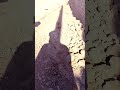 اینم رهائی جوجه تیغی ب طبیعت پسرم براس دست تکون میداد بای بای میگرد