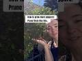 How to prune pepper plants!! #homegarden #desertgarden #growyourownfood #pepperplants 