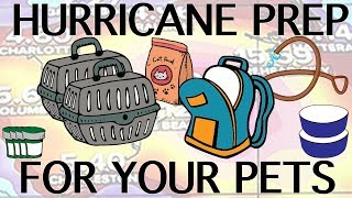 How To Prepare Your Pet For A Hurricane