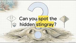 Meet the Stingray!