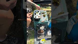Building a new Venus Flytrap and hydroponics experiment