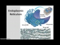 Cell Structure and Function Quiz