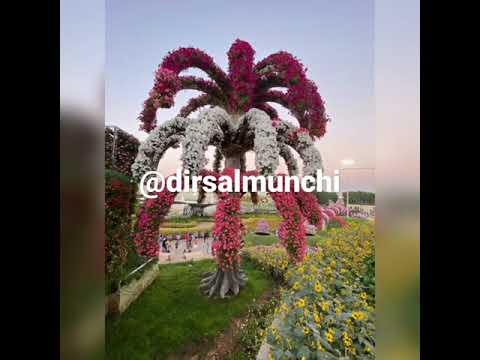 Dubai miracle garden #dubaitourism #bestplacetovisit #dubaitrip