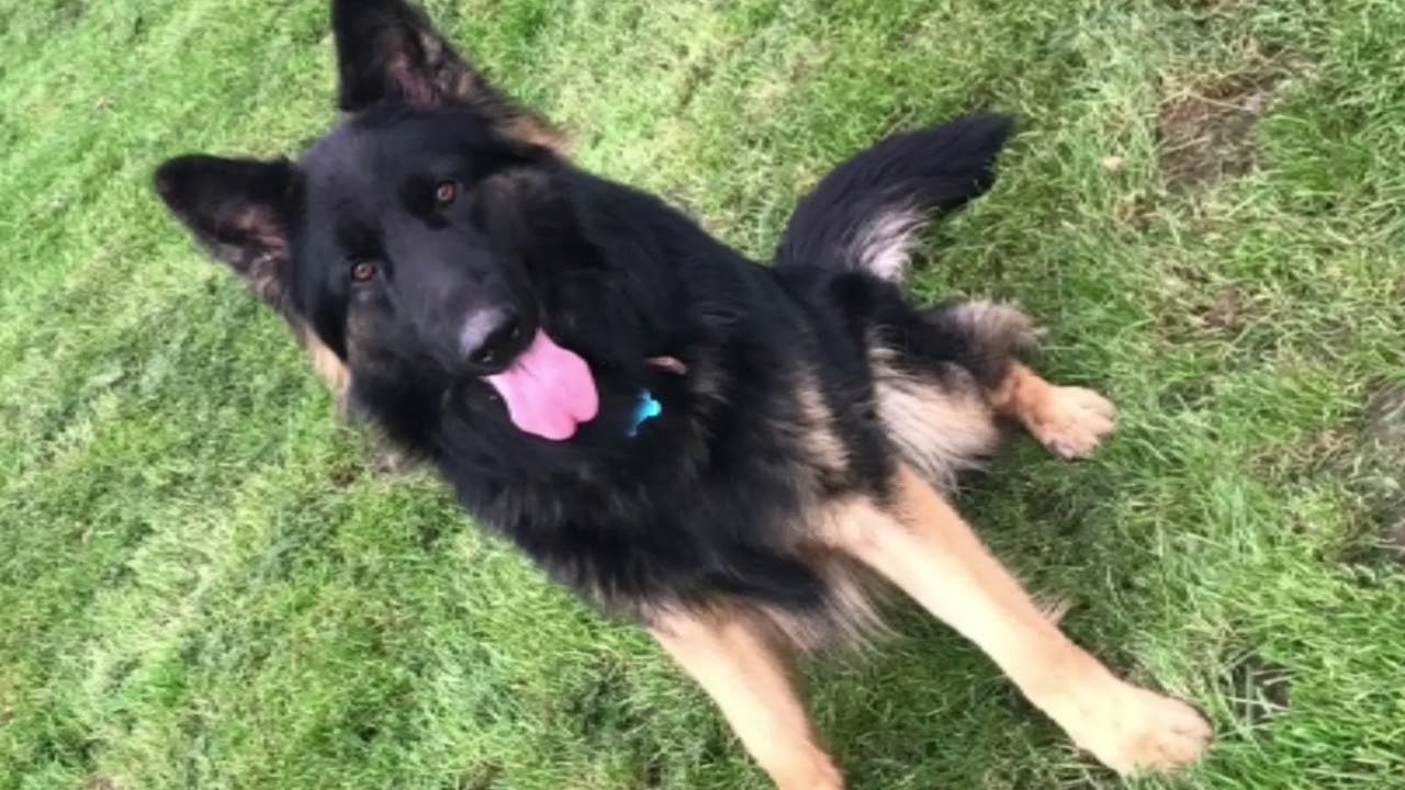 Happy dog holidays at Chaiquinta pets holidays Chaiquinta pet hotel