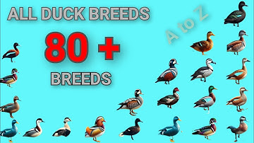 All Duck Breeds in the World | Duck Breeds A to Z | All Duck Species | All Types of Duck