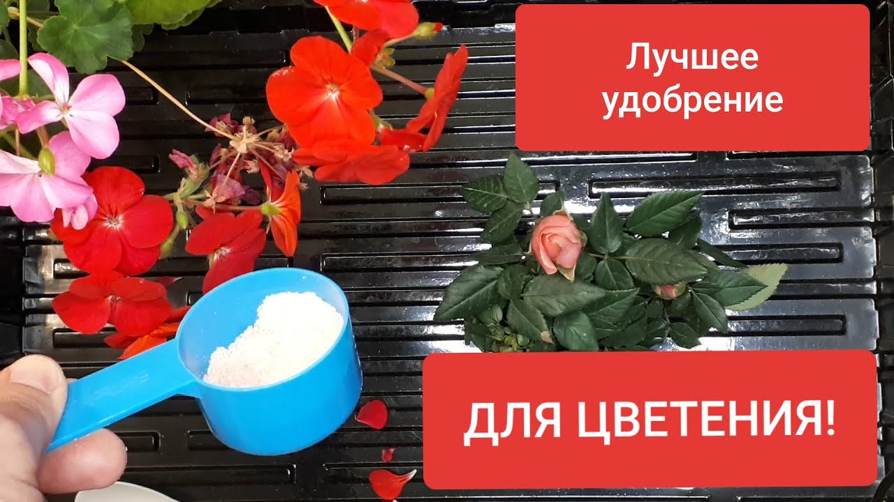 Мой секрет удобрений для ПЫШНОГО цветения! Удобрения для пеларгоний, роз, фиалок, гибискуса и др.