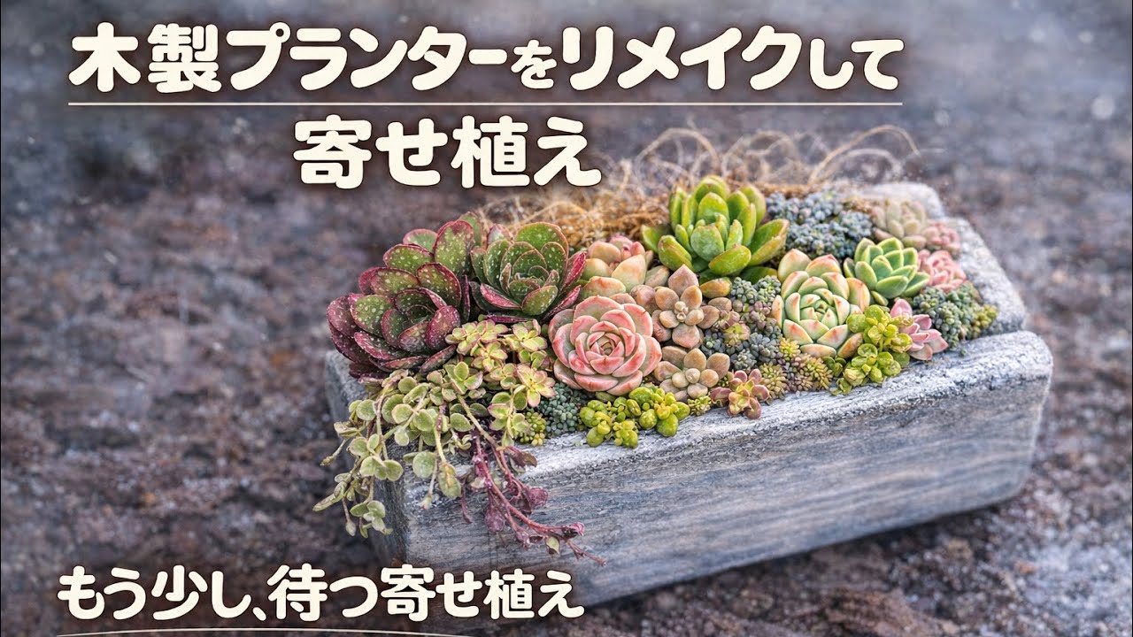 木製プランターをリメイクして寄せ植え🩵もう少し、待つ寄せ植え💚