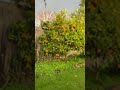 Amazing tree - falling oranges in Victoria  #australia #melbourne #fruit