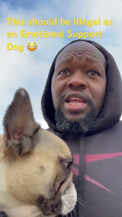 if-you-know-anyone-with-this-dog-for-emotional-support-youtube