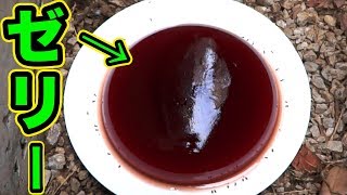 巨大昆虫ゼリーを庭に放置したらアリは何匹来る？　PDS