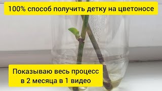 How to get a baby orchid on a flower stalk | I show the whole process in 2 months in one video