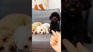 Dog Training Tips Every Owner Must Know 🐶 | Easy Puppy Training Tricks &amp; Behavior Fix #dogtraining