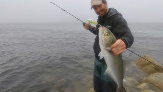 Catching Bluefish on Cape Cod from Shore!