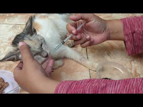 PART 64 : Sakit Anemia pada Kucing Jalan Sempoyongan