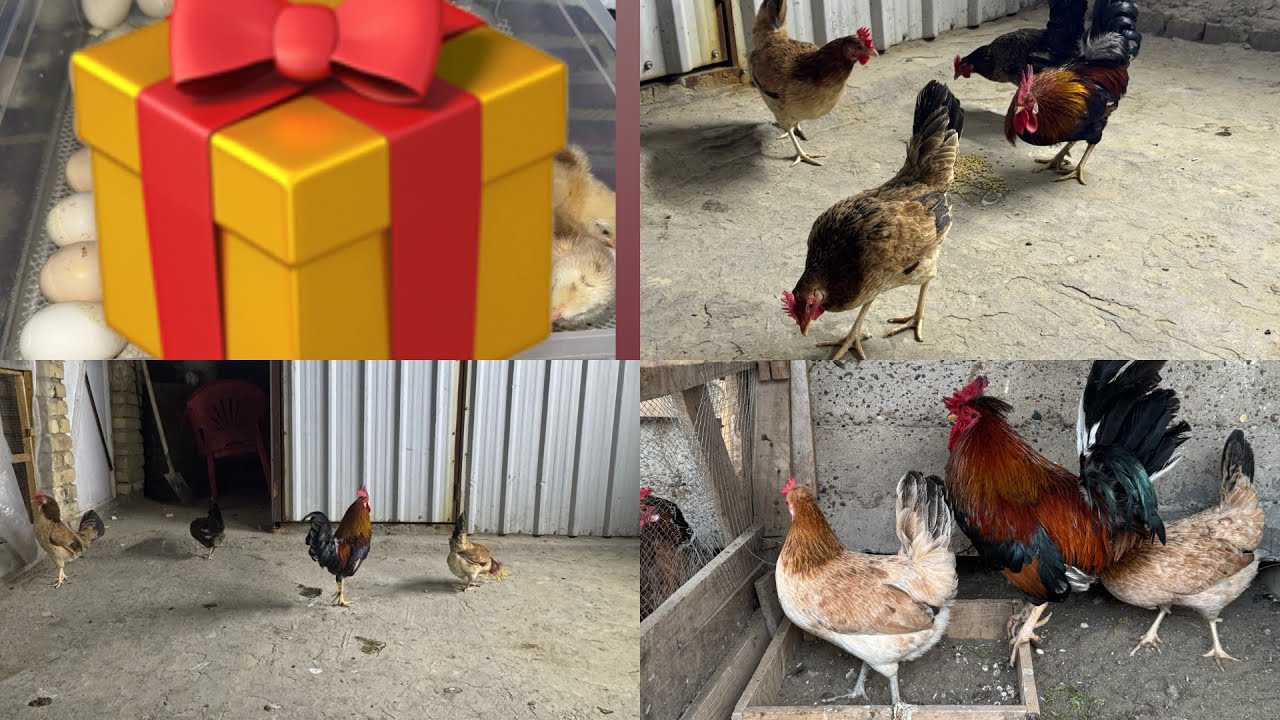 جنت ضام عليكم مفاجاه🎁+طلعت وجبه مال أفراخ 🐥+شوفو شكل المحميه شلون صارررر !!!
