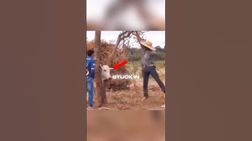 They Saved a Cow Stuck in a Tree🐮🌴#shorts