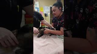 T.P.R on a cat