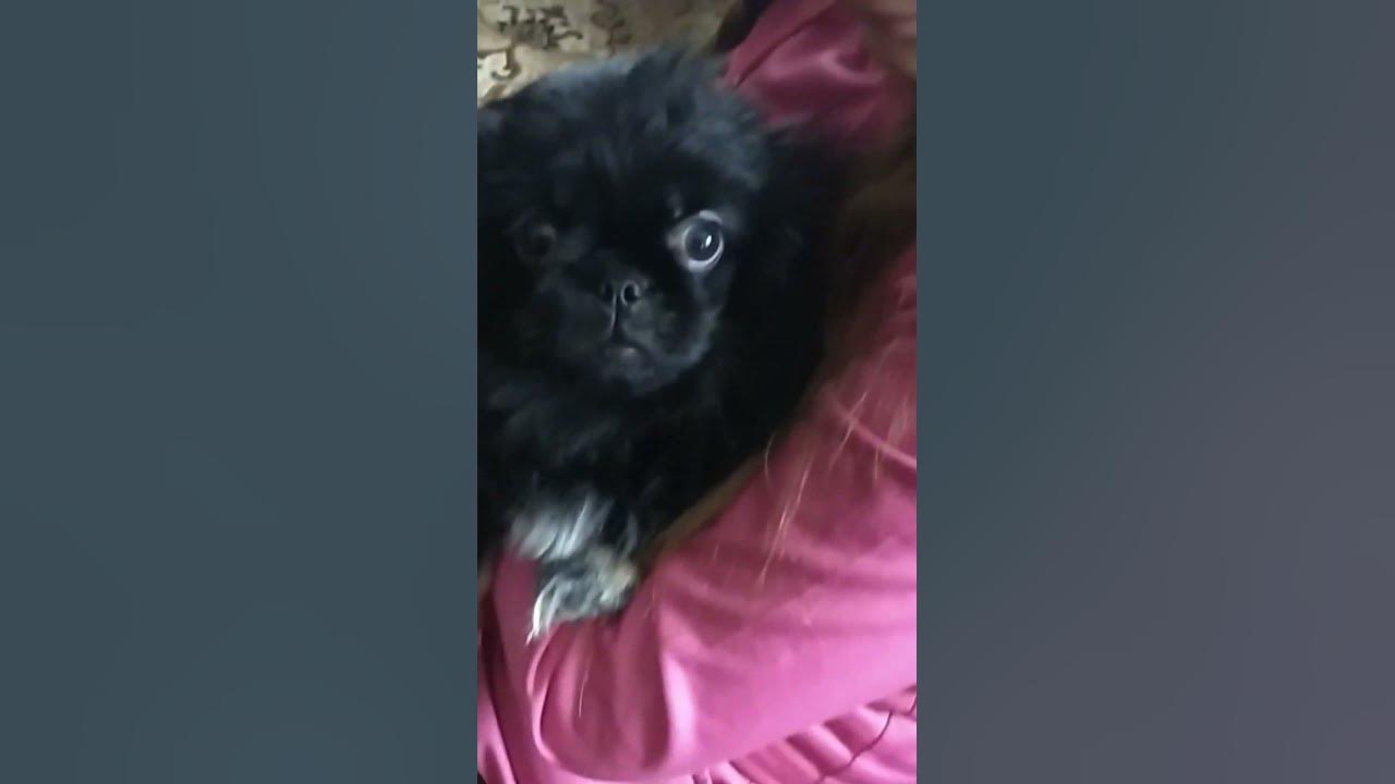 собачка пекінес 🐕 - YouTube