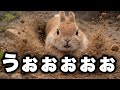 【200万回】ウサドーザーからしか得られない“栄養”がある