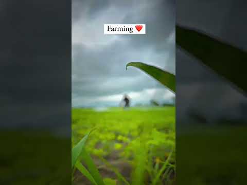 My first video in YouTube|| #farming #khatibadi #villagelife #farmingstatus