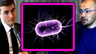 The biggest leap in evolution of life on Earth | Demis Hassabis and Lex Fridman