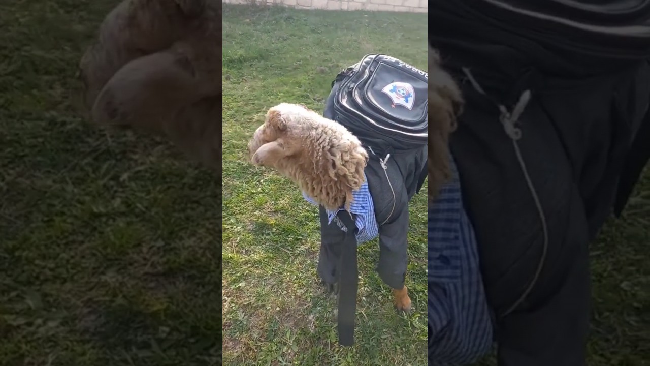 Sheep Costumes / Lamb Dress 