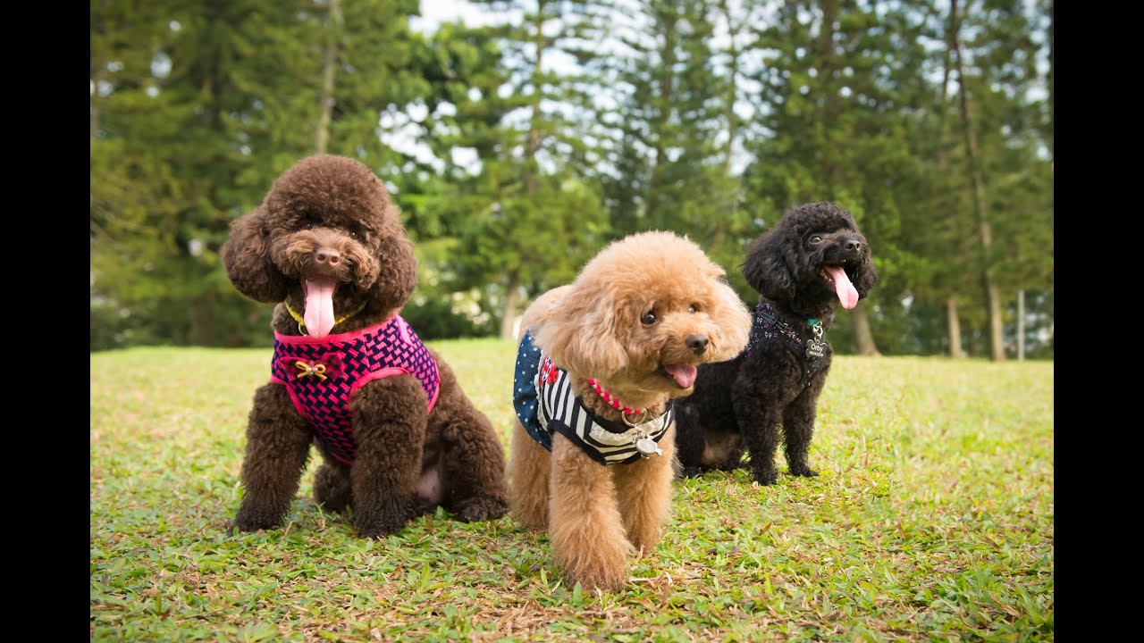 Toy Poodles Outdoor and Studio Session Singapore Pet Photography