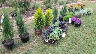 Wow! 35 clearance plants from Lowes in one day! I really lucked up! Healthy conifers and perennials.