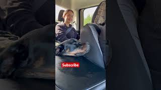 Luna Is Absolutely Exhausted | Rottweiler Dog Life #shorts