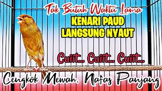 Kenari Gacor Cocok Untuk Masteran Kenari Paud Pancingan Dan Masteran Kenari Paud Belajar Bunyi